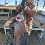 白アマダイ・根魚